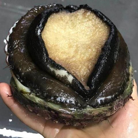 澳洲鲍鱼