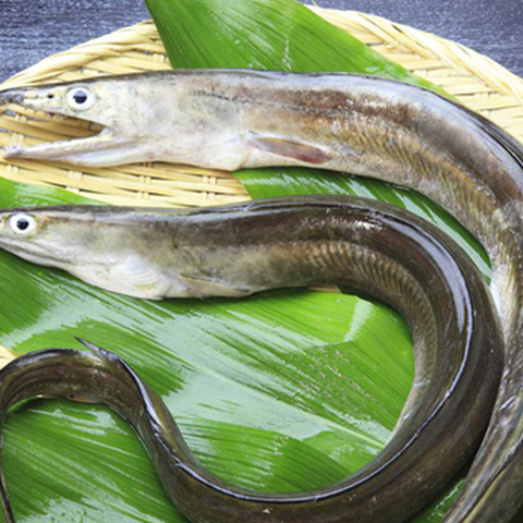 Eel