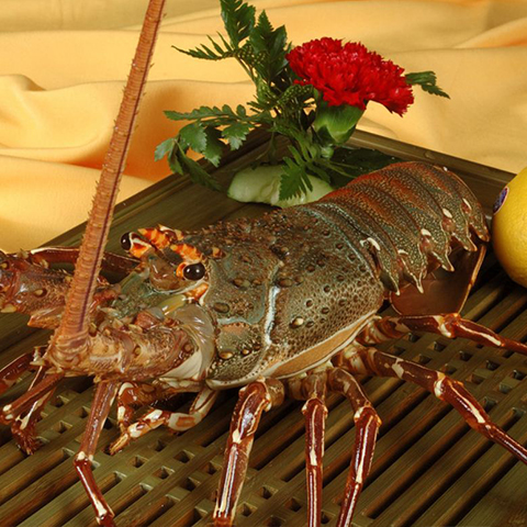 澳洲龙虾